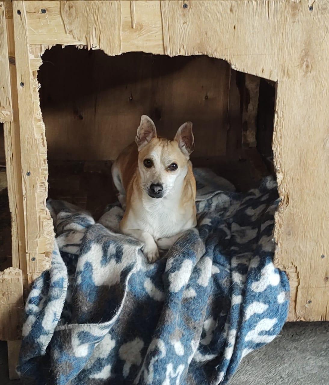 Enlarge Pochi, a Adoptable mixed breed in Nogales, SON image 2/6