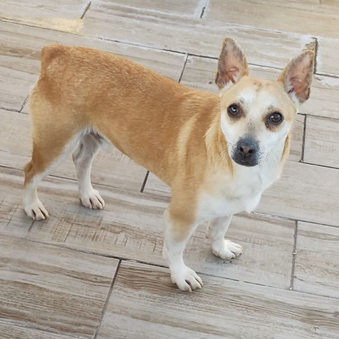 Enlarge Pochi, a Adoptable mixed breed in Nogales, SON image 5/6