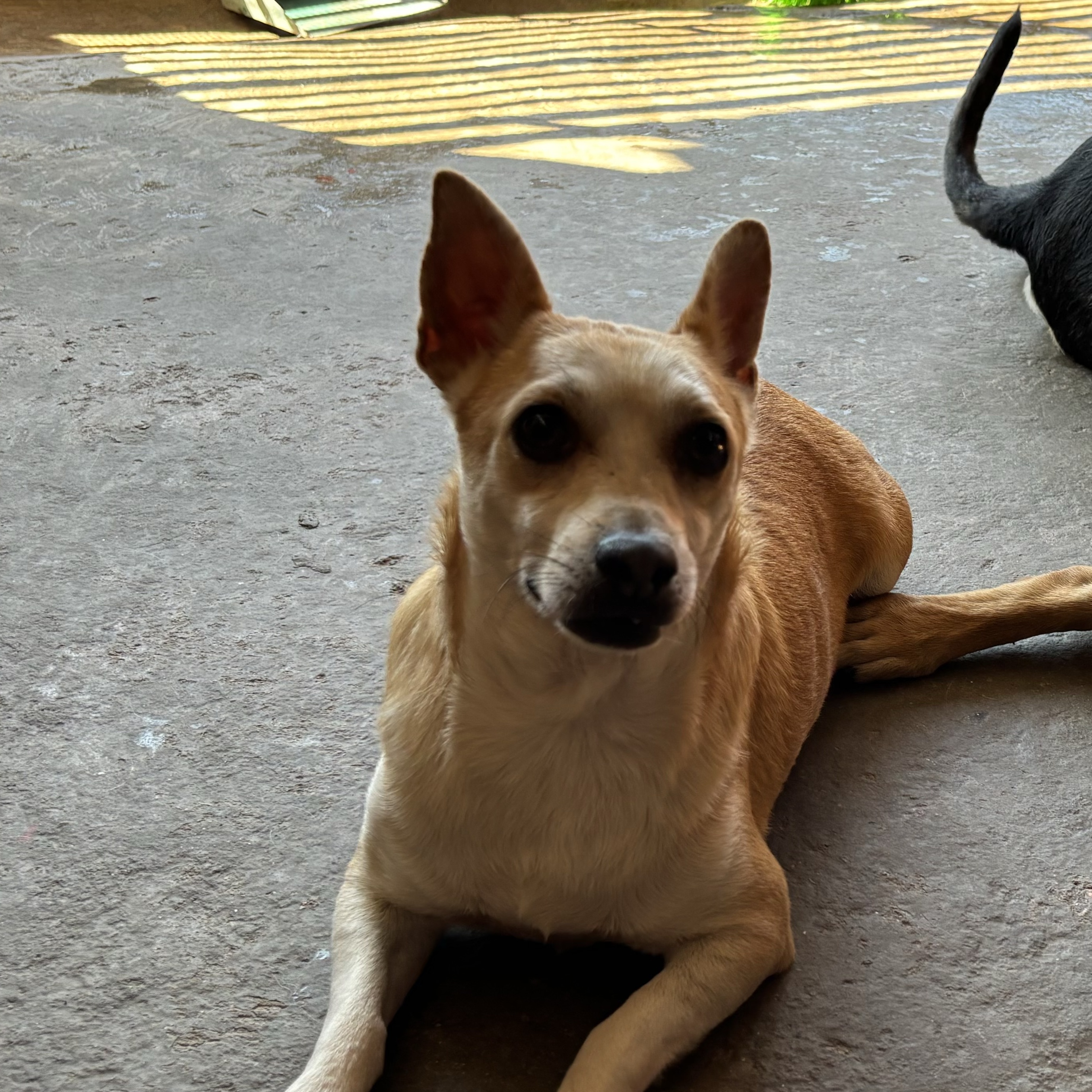 Enlarge Pochi, a Adoptable mixed breed in Nogales, SON image 3/6