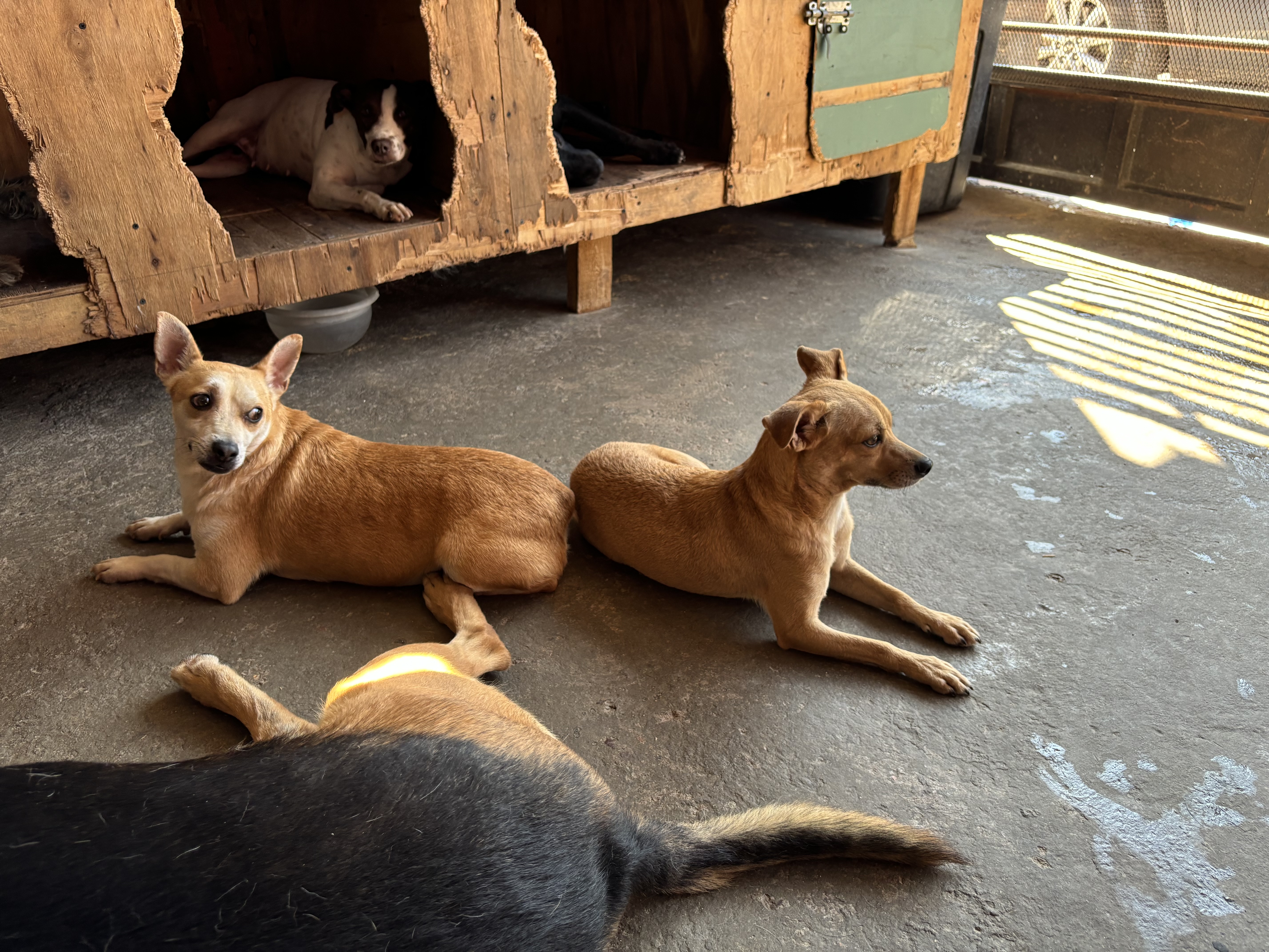 Enlarge Pochi, a Adoptable mixed breed in Nogales, SON image 6/6