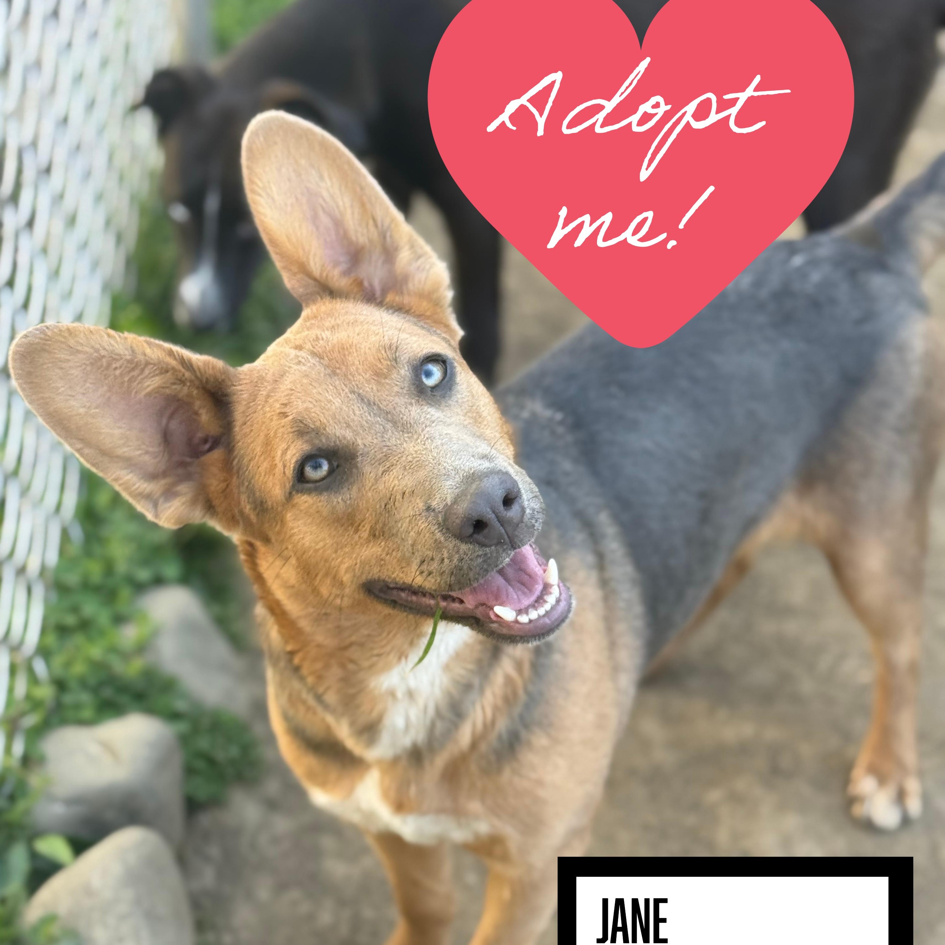 Jane, Adoptable, Puppy Female German Shepherd Dog & Collie.