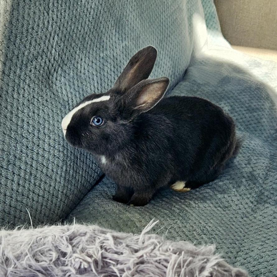 A-Milking, Adoptable, Baby Female Holland Lop.