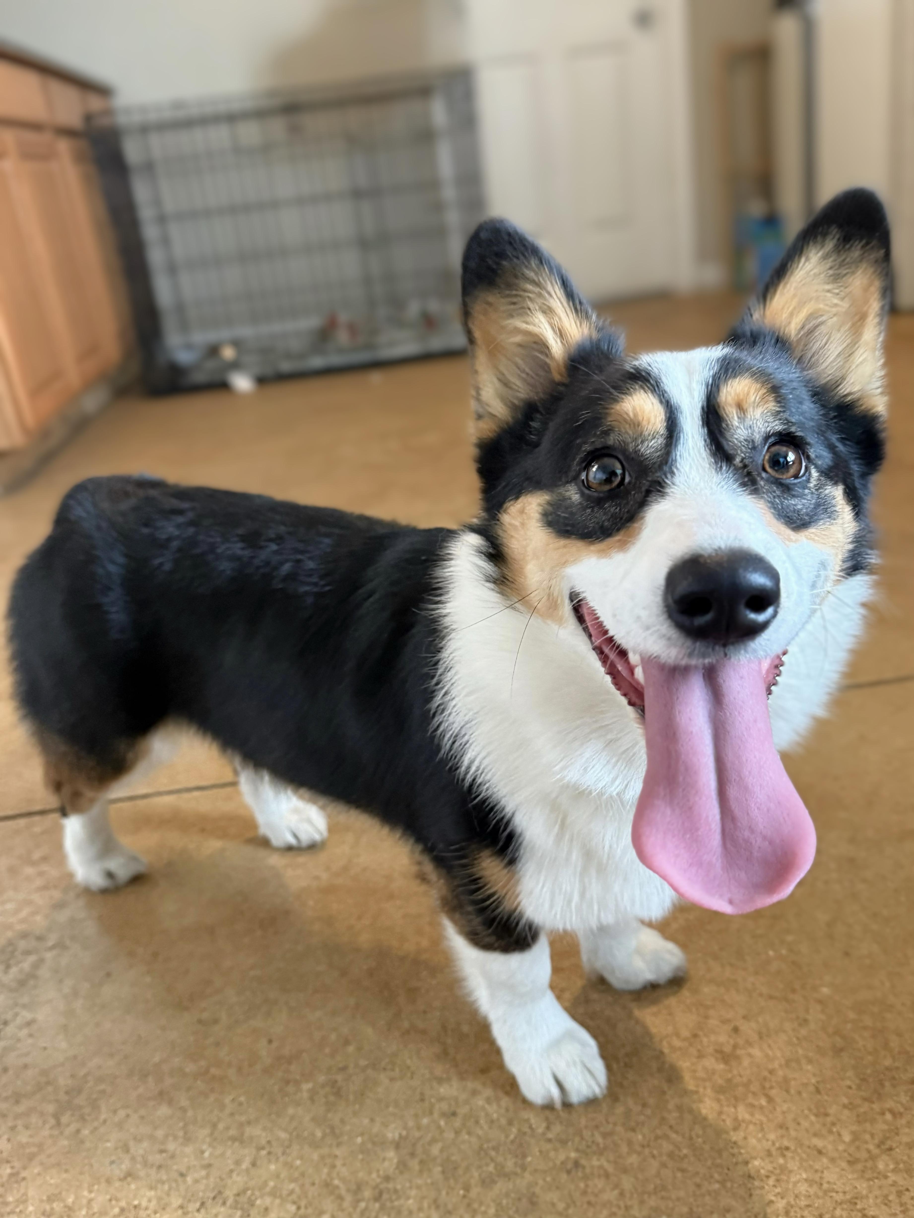 Cupcake, adopted, Puppy Female Corgi.