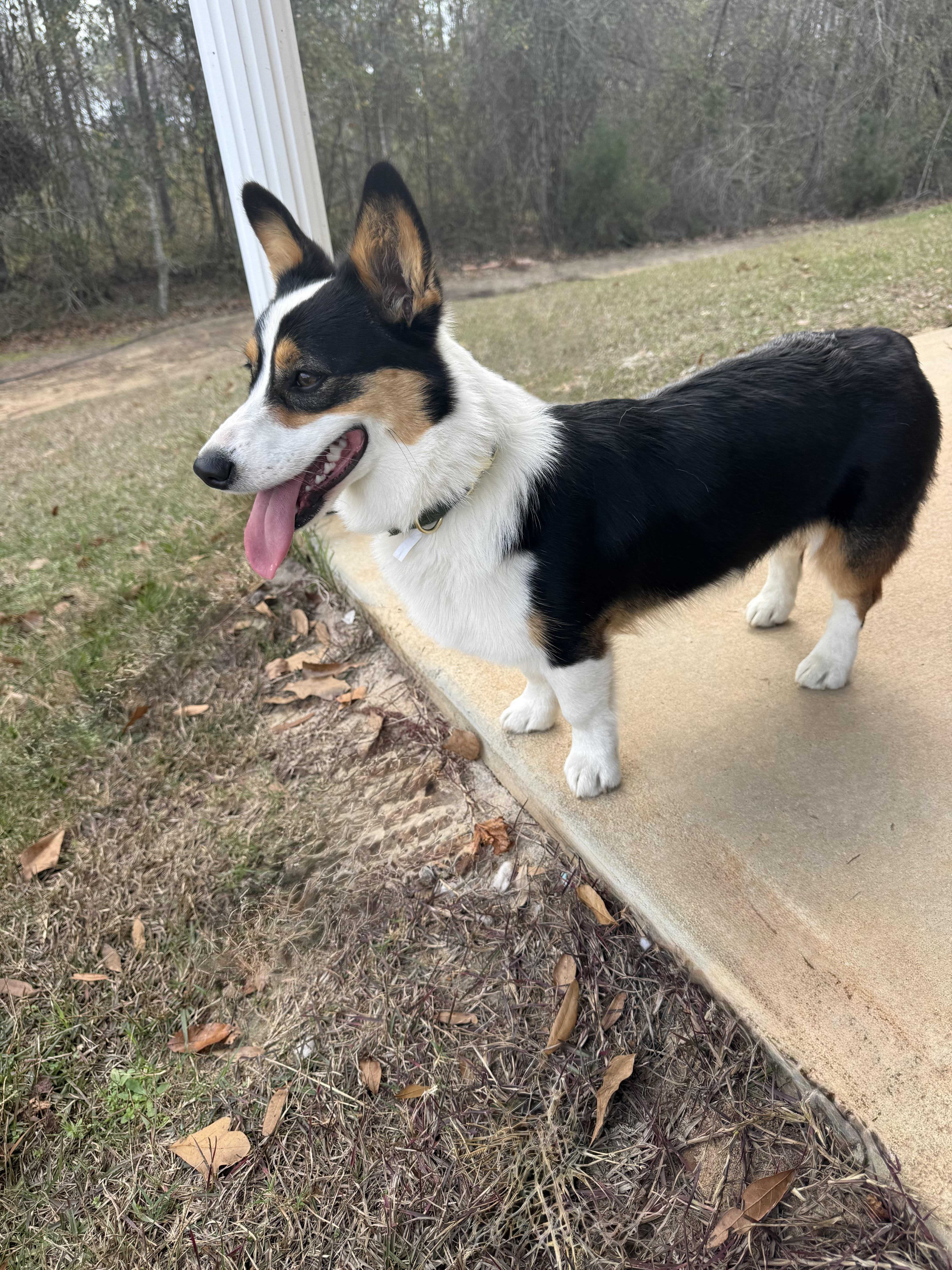 Enlarge Cupcake, an adopted Corgi in Douglas, GA image 3/3
