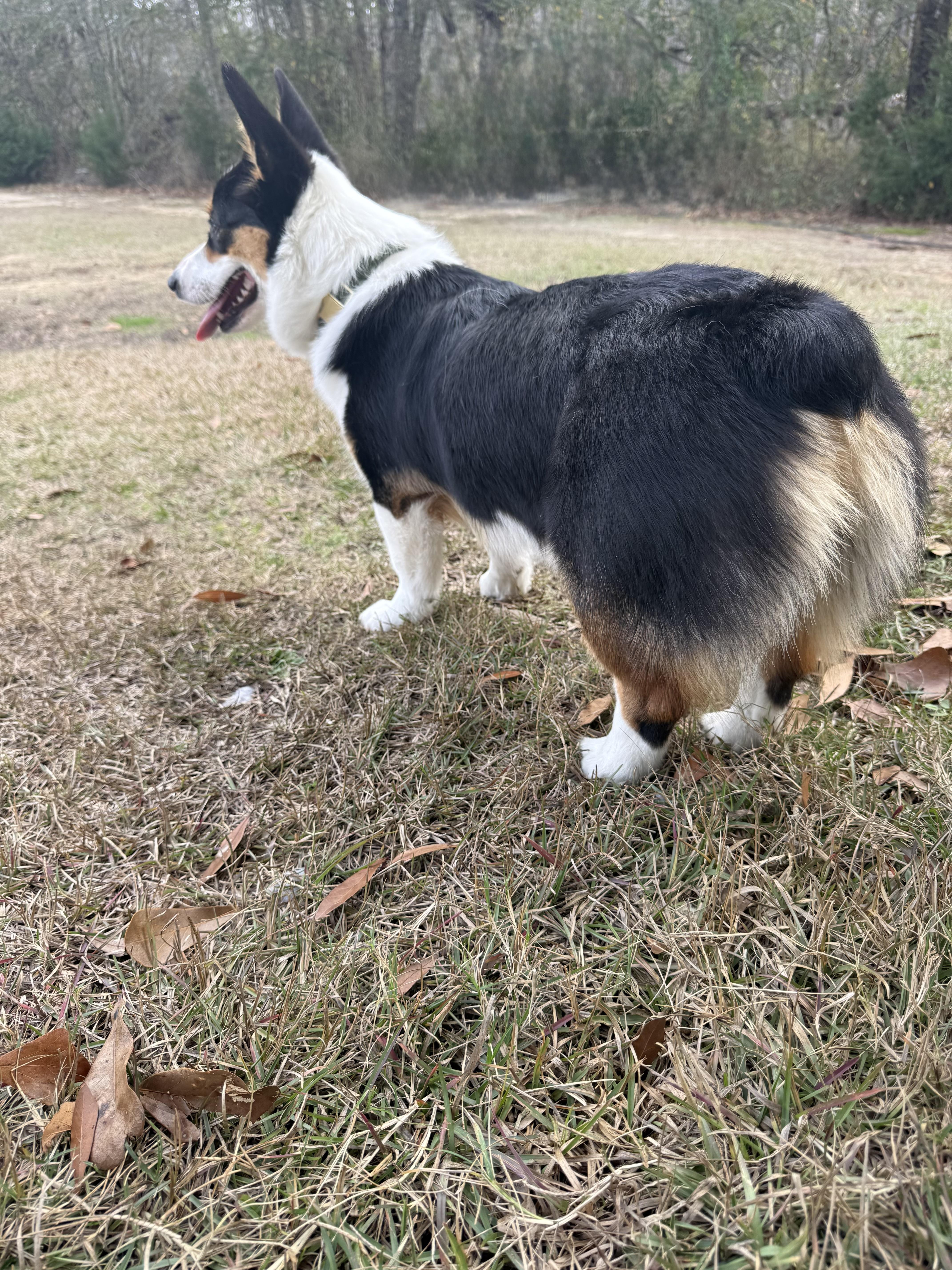 Enlarge Cupcake, an adopted Corgi in Douglas, GA image 2/3