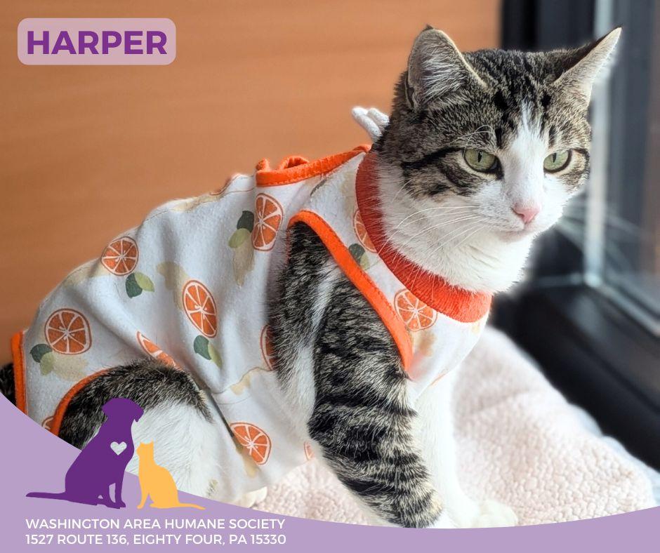 Enlarge Harper, an adopted Domestic Short Hair in Eighty Four, PA image 1/2