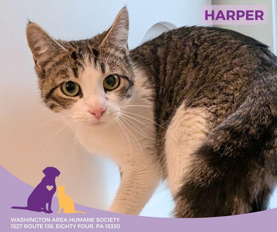 Harper, ADOPTABLE, Adult Female Domestic Short Hair.