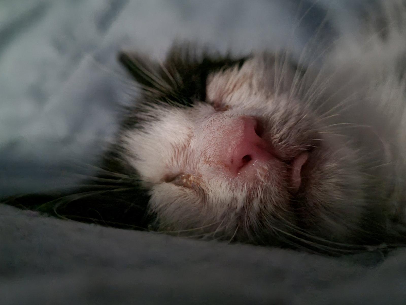 Beans, a Adopted Domestic Medium Hair in Livonia, MI image 1/3