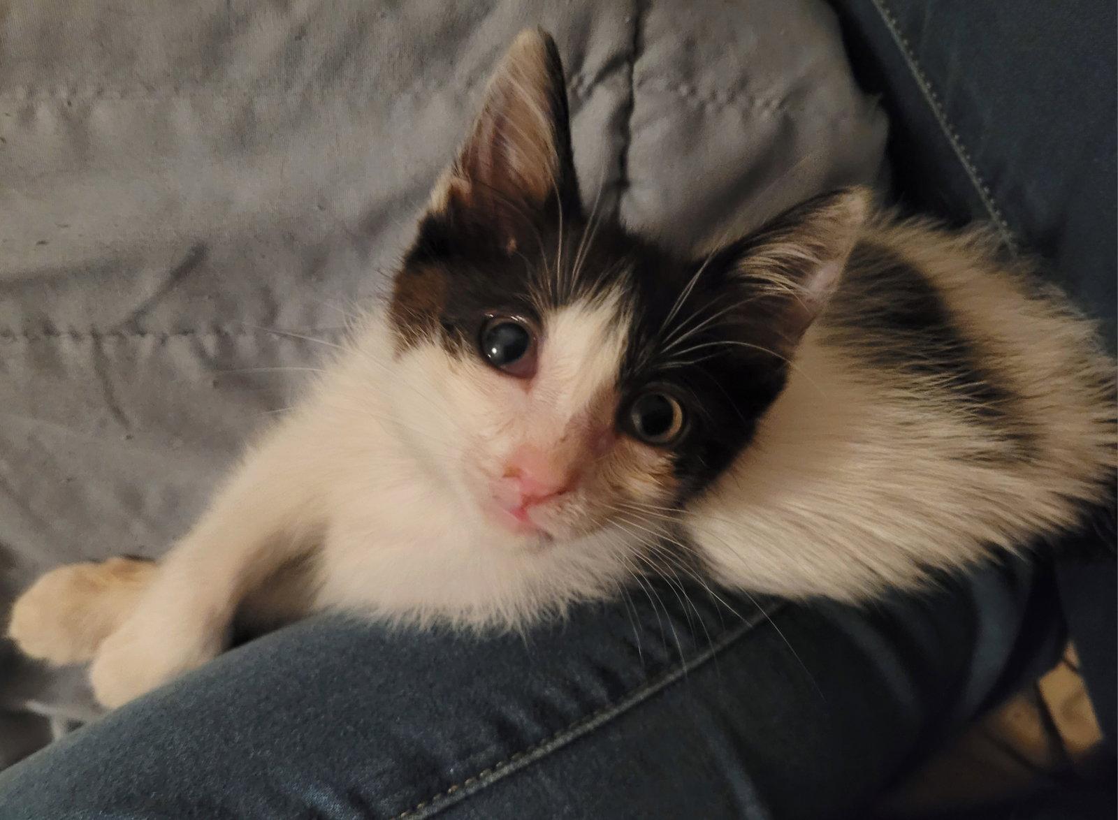 Beans, a Adopted Domestic Medium Hair in Livonia, MI image 2/3