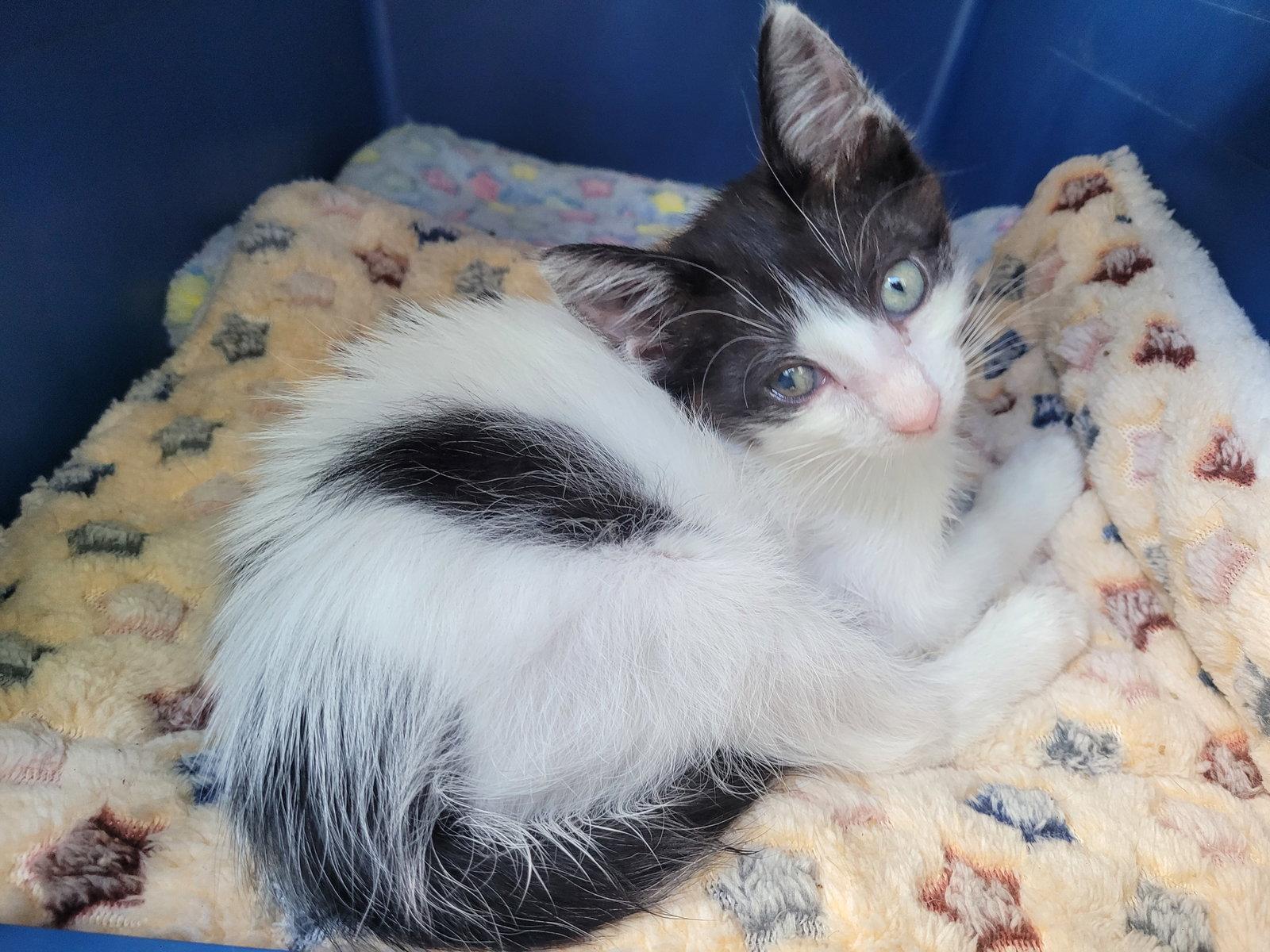 Beans, a Adopted Domestic Medium Hair in Livonia, MI image 3/3