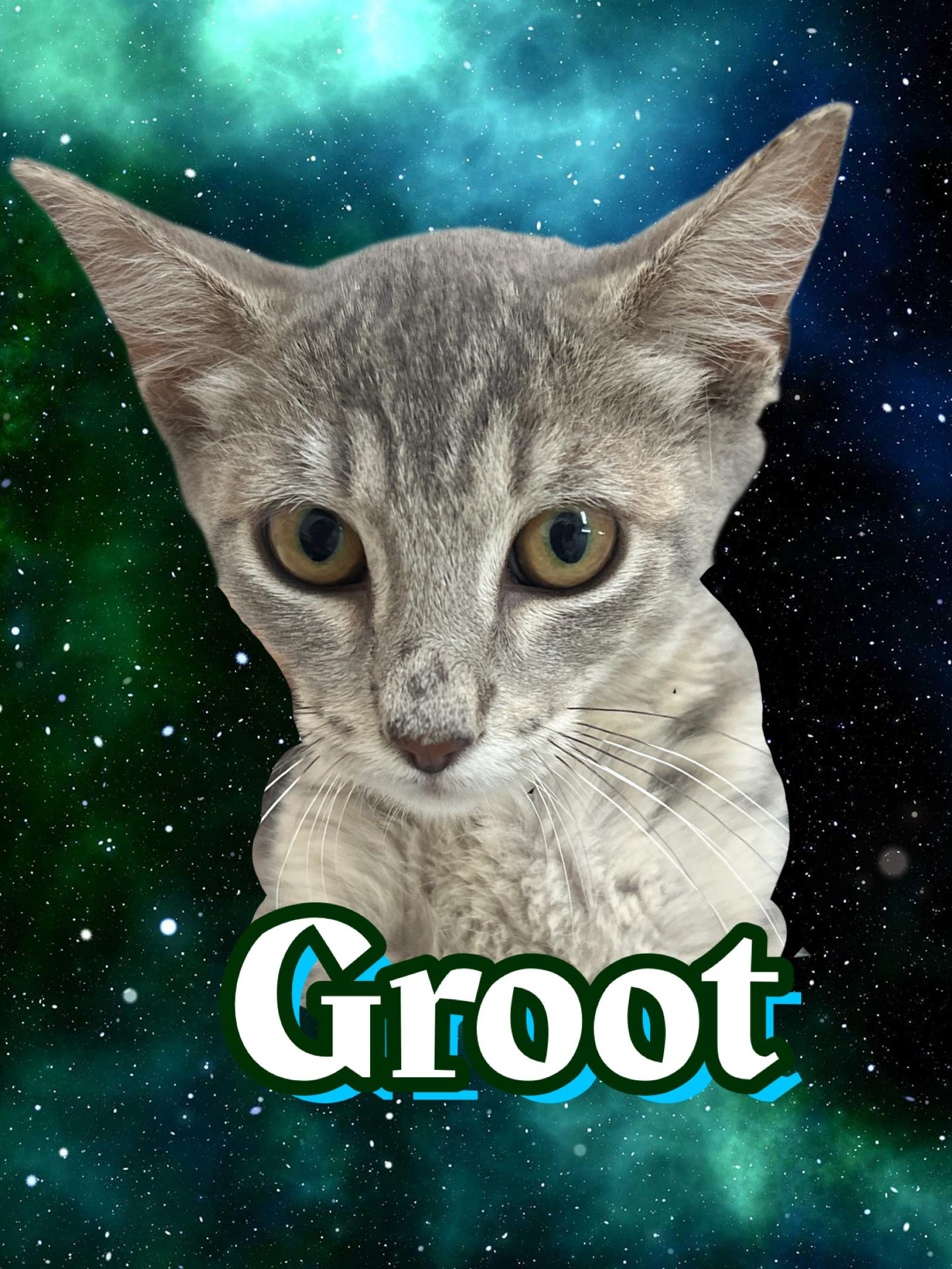 Groot, Adoptable, Young Female Domestic Short Hair.