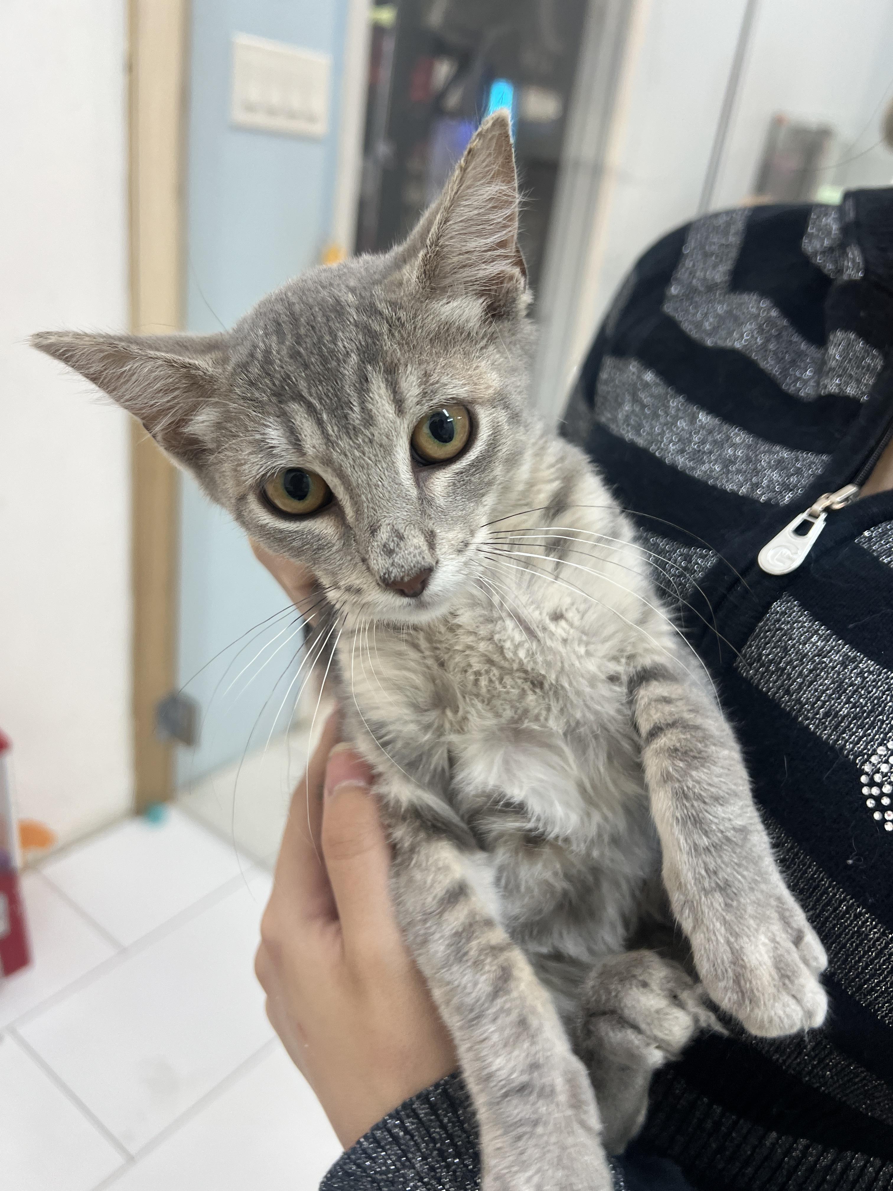 Enlarge Groot, a Adoptable Domestic Short Hair in chino, CA image 2/6