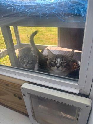 Enlarge Niko & Betsy, an adopted Domestic Long Hair in Williamsport, PA image 3/3