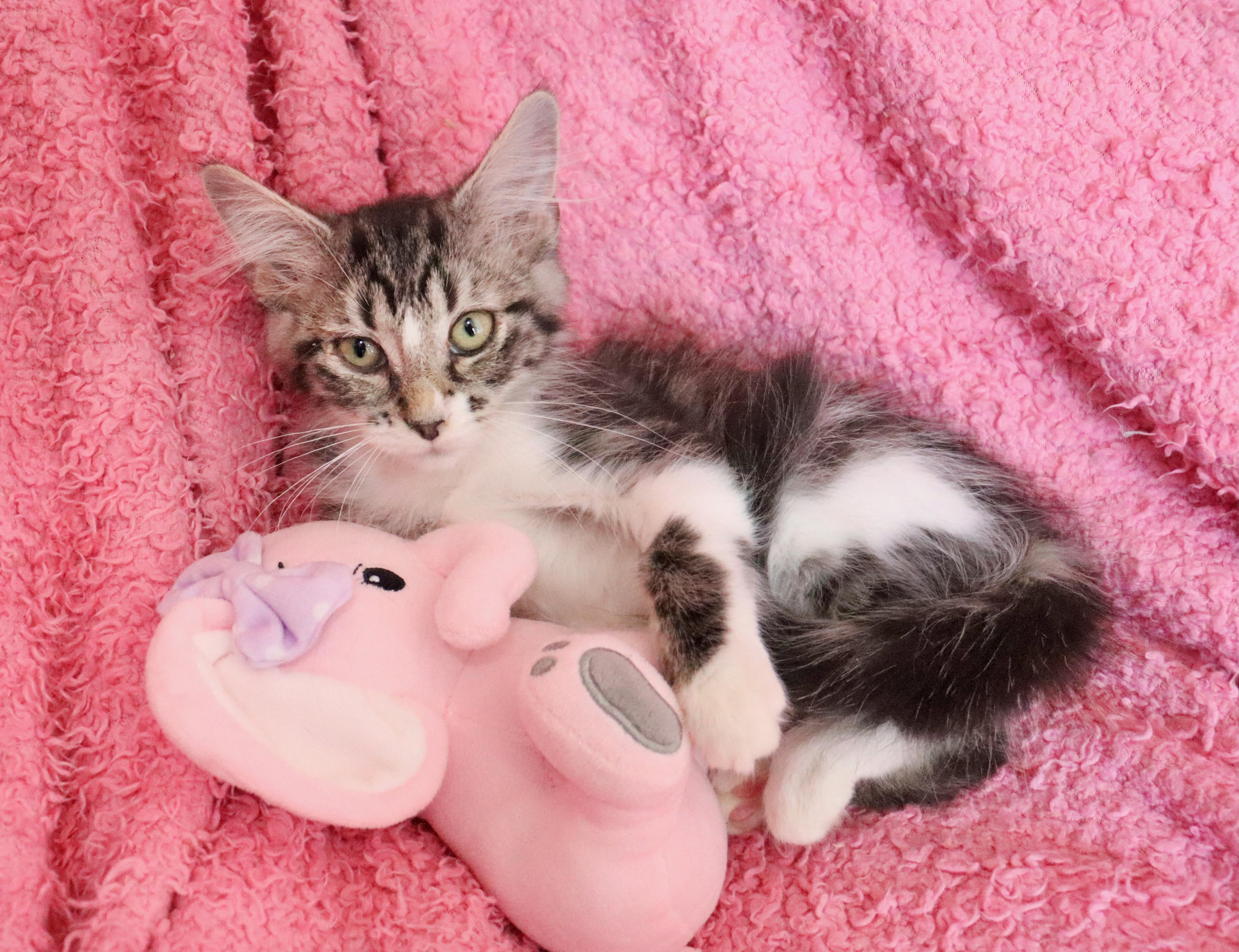 Enlarge Millie, an adopted mixed breed in Saint Augustine, FL image 1/5
