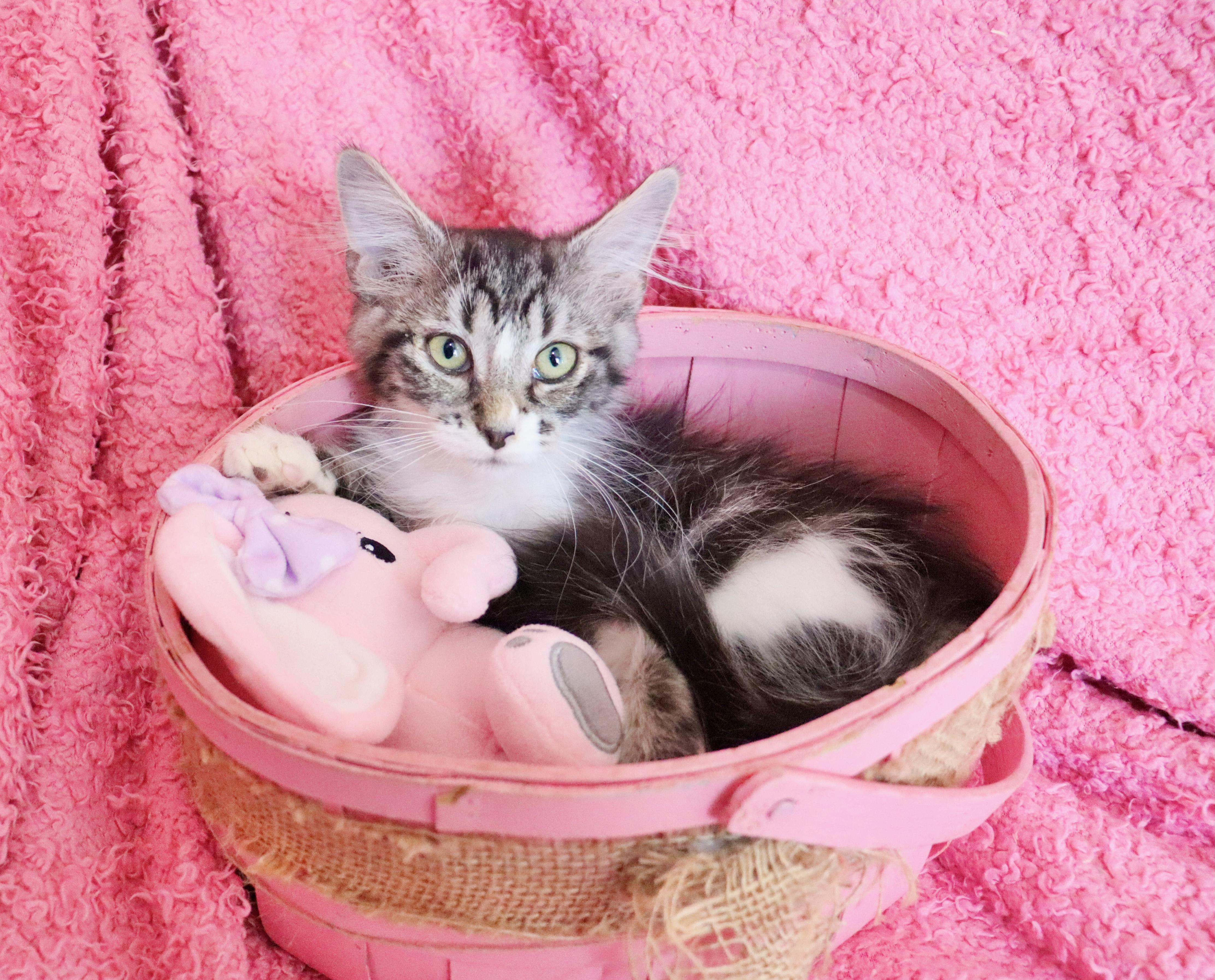 Enlarge Millie, an adopted mixed breed in Saint Augustine, FL image 3/5