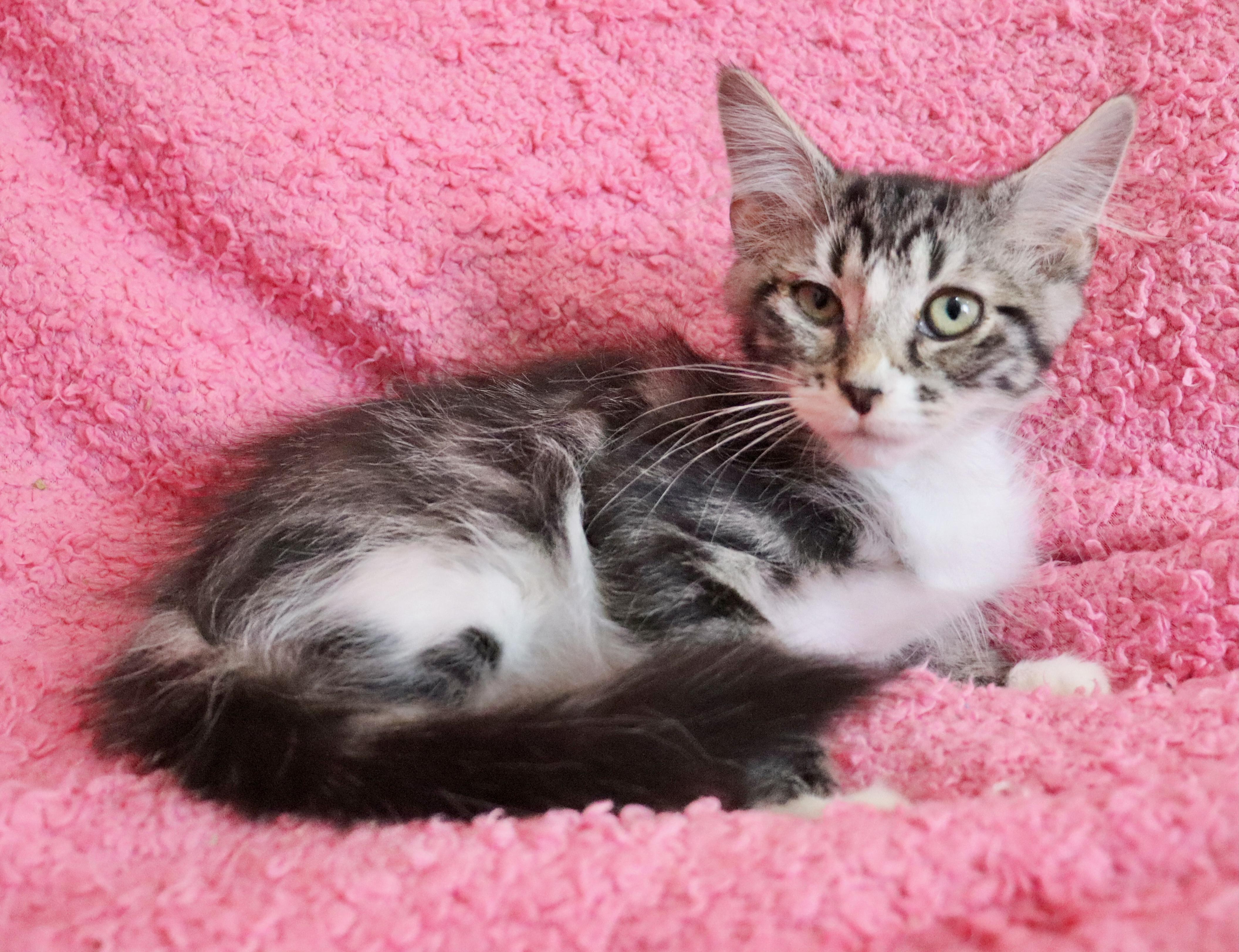 Enlarge Millie, an adopted mixed breed in Saint Augustine, FL image 2/5
