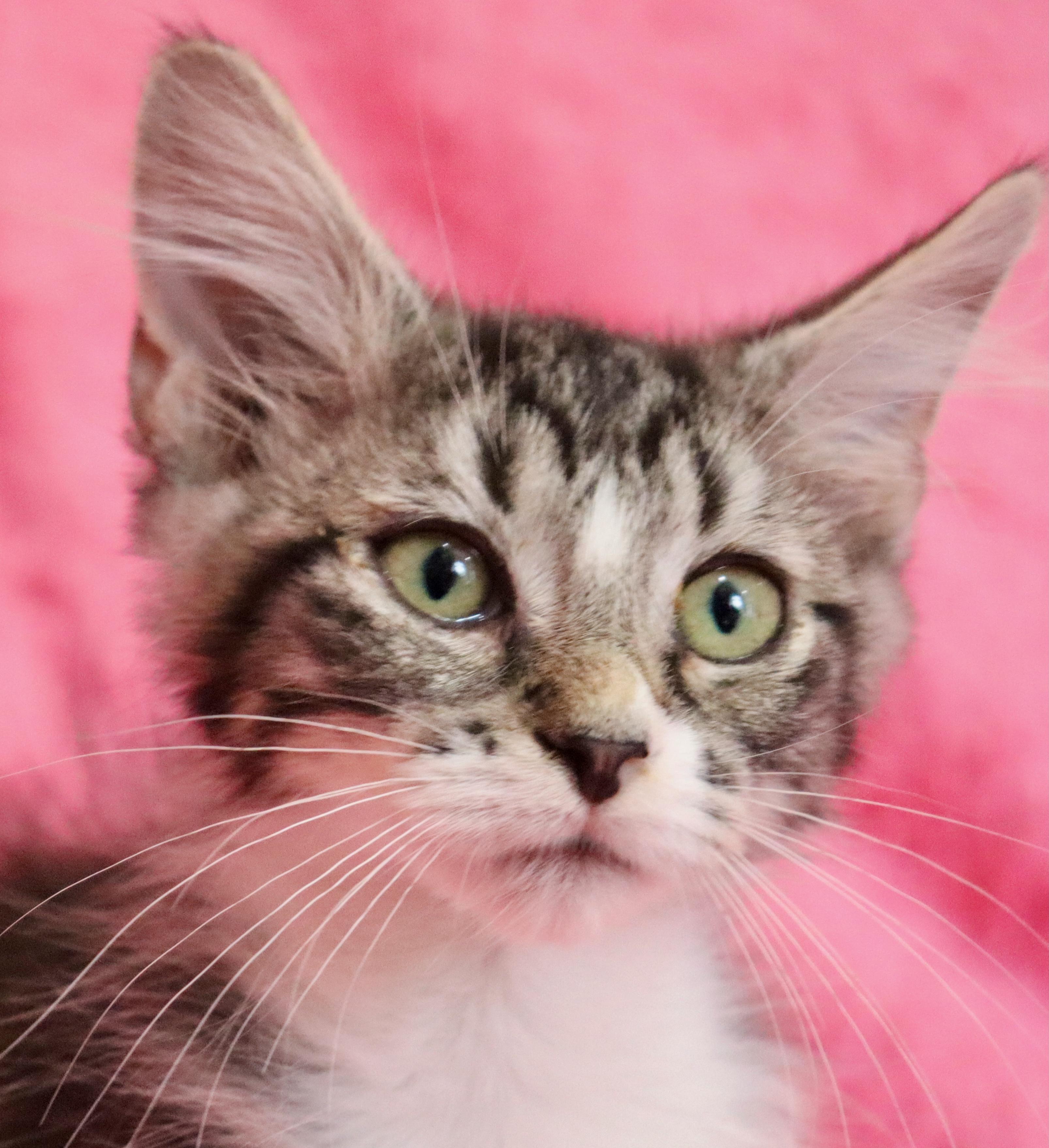 Enlarge Millie, an adopted mixed breed in Saint Augustine, FL image 4/5