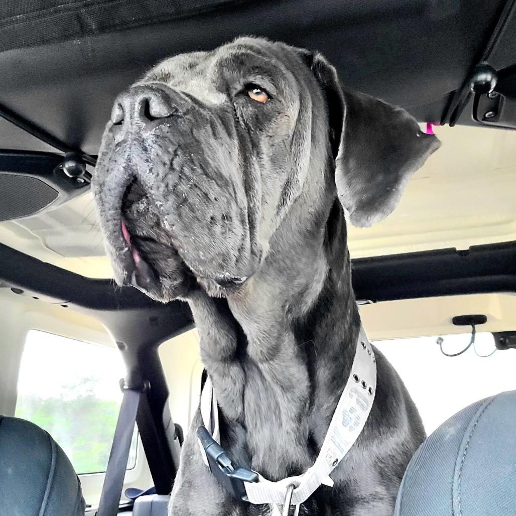 Sophia (fka Corn Souffle), Adoptable, Adult Female Cane Corso.