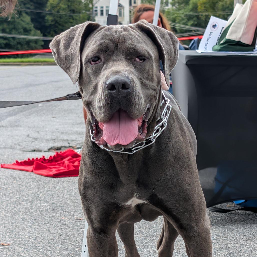Enlarge Sophia (fka Corn Souffle), a Adoptable Cane Corso in manchester, PA image 2/6