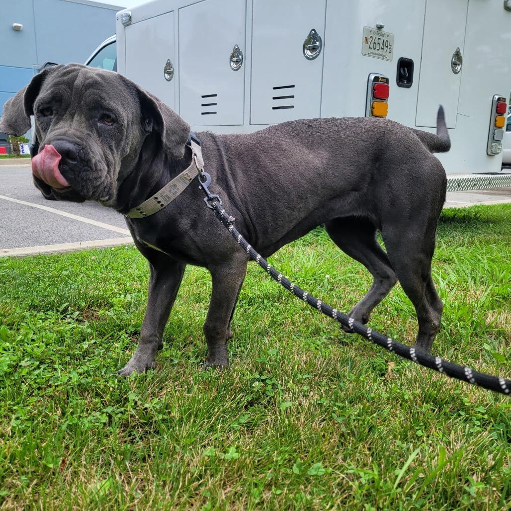 Enlarge Sophia (fka Corn Souffle), a Adoptable Cane Corso in manchester, PA image 3/6