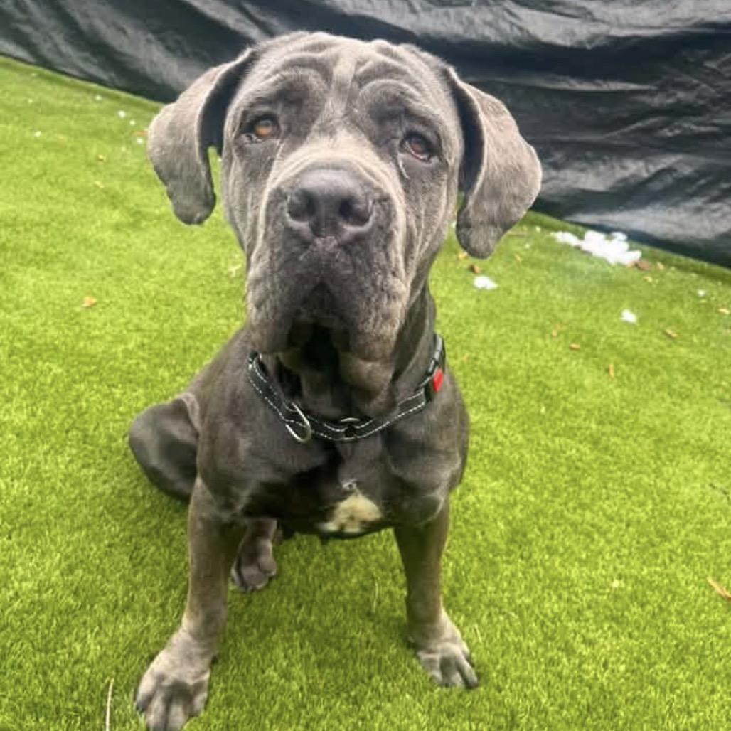 Enlarge Sophia (fka Corn Souffle), a Adoptable Cane Corso in manchester, PA image 4/6