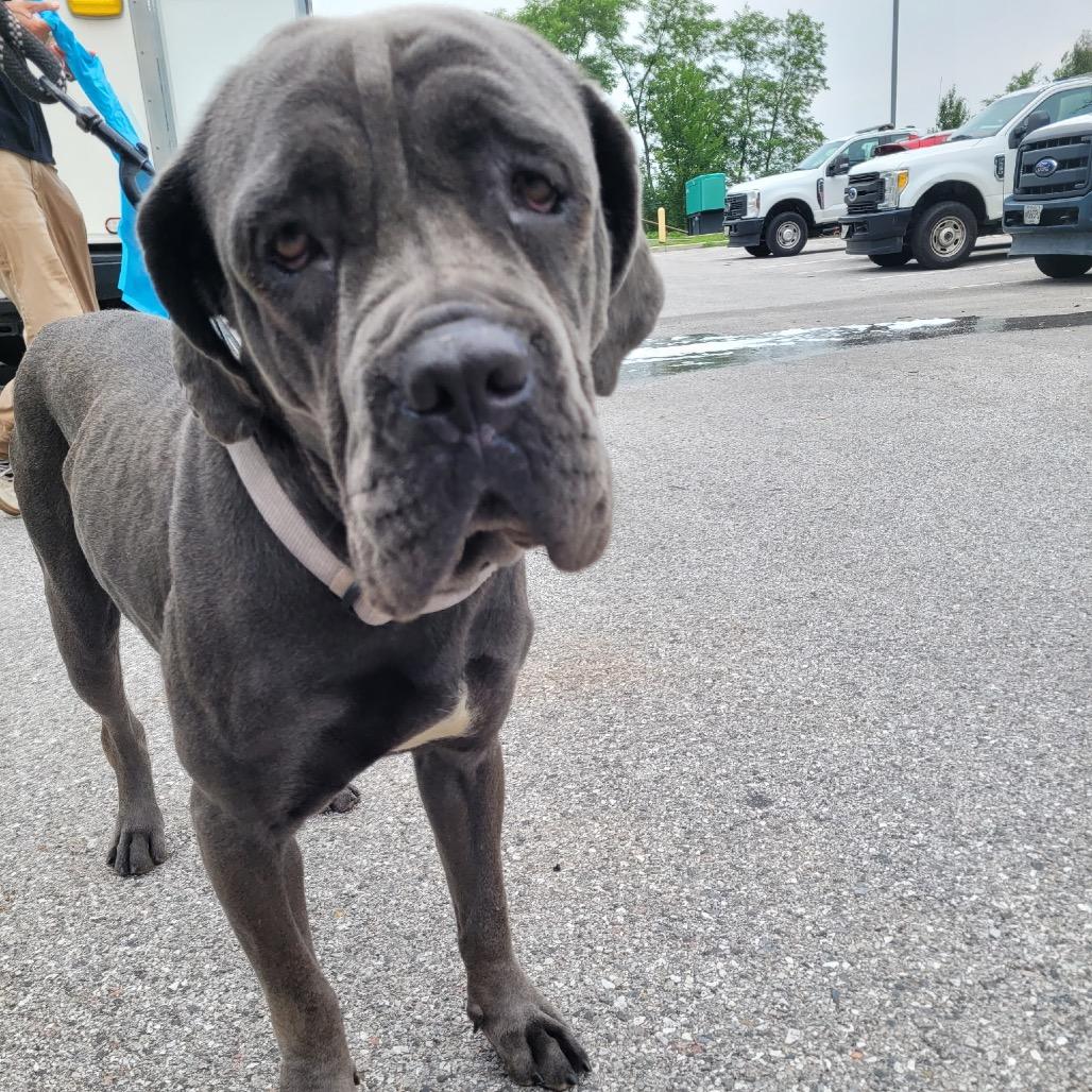 Enlarge Sophia (fka Corn Souffle), a Adoptable Cane Corso in manchester, PA image 5/6