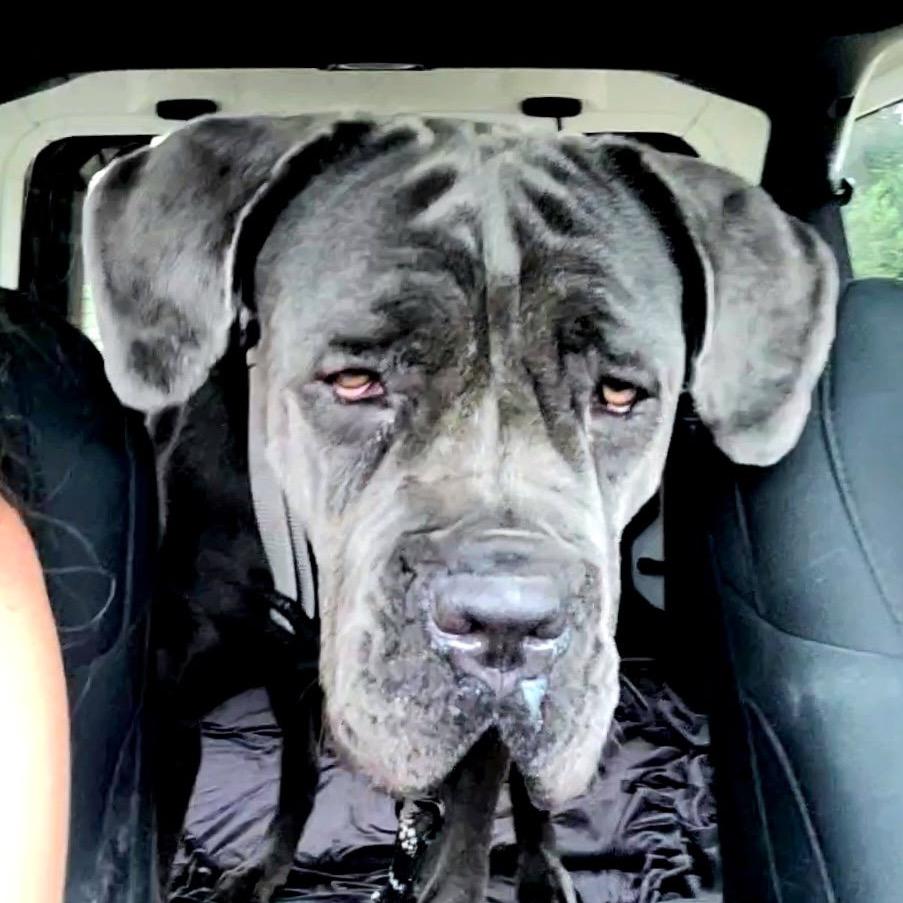 Enlarge Sophia (fka Corn Souffle), a Adoptable Cane Corso in manchester, PA image 6/6