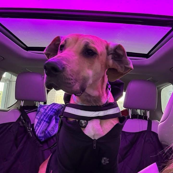 Hamantha — thumbnail 2