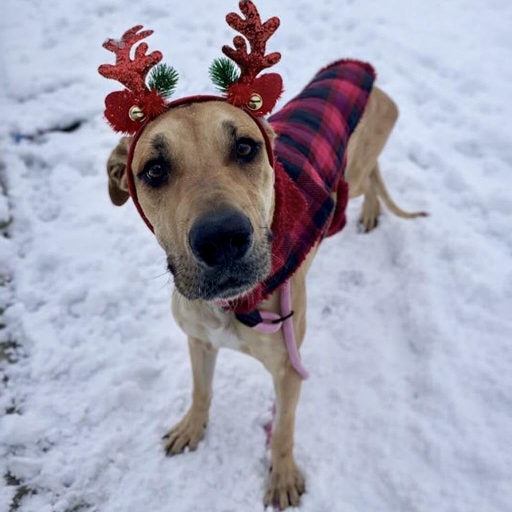 Hamantha — thumbnail 3