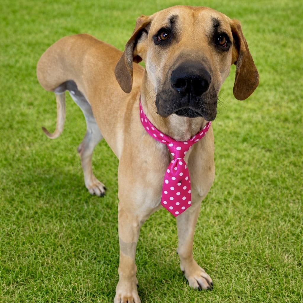 Hamantha — thumbnail 5