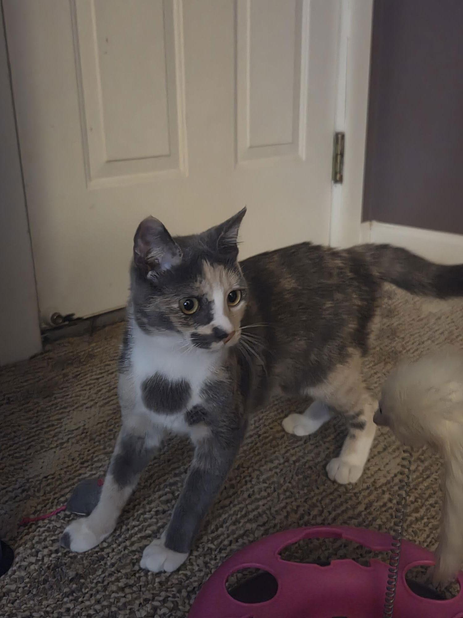 Stella, a Adoptable Dilute Calico in Delran, NJ image 1/3