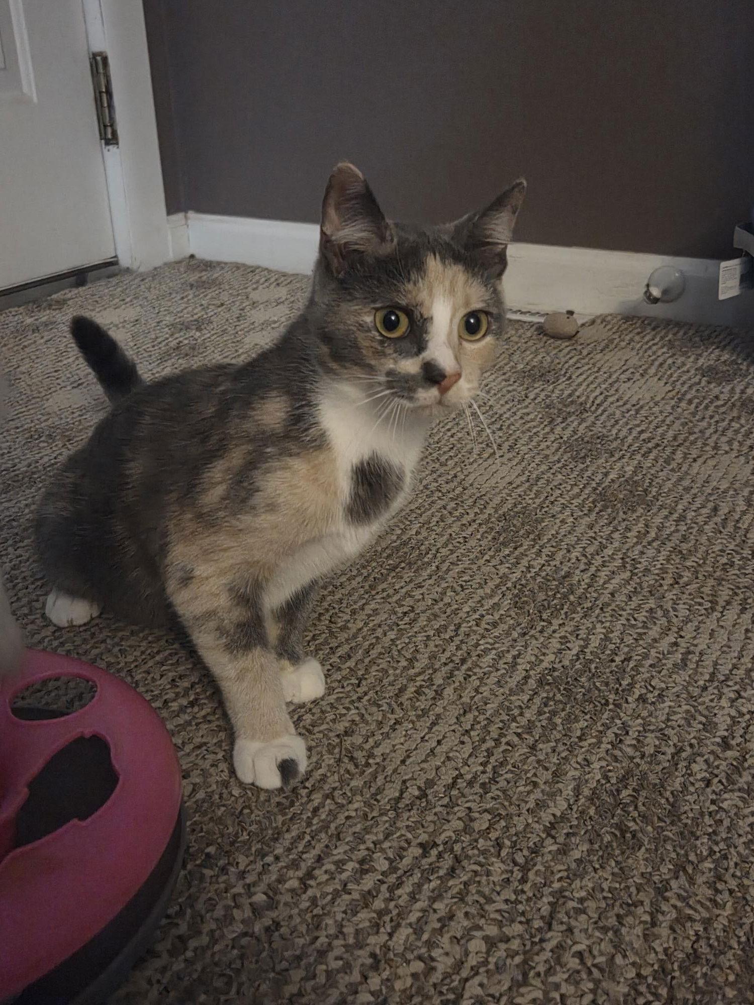 Stella, a Adoptable Dilute Calico in Delran, NJ image 2/3