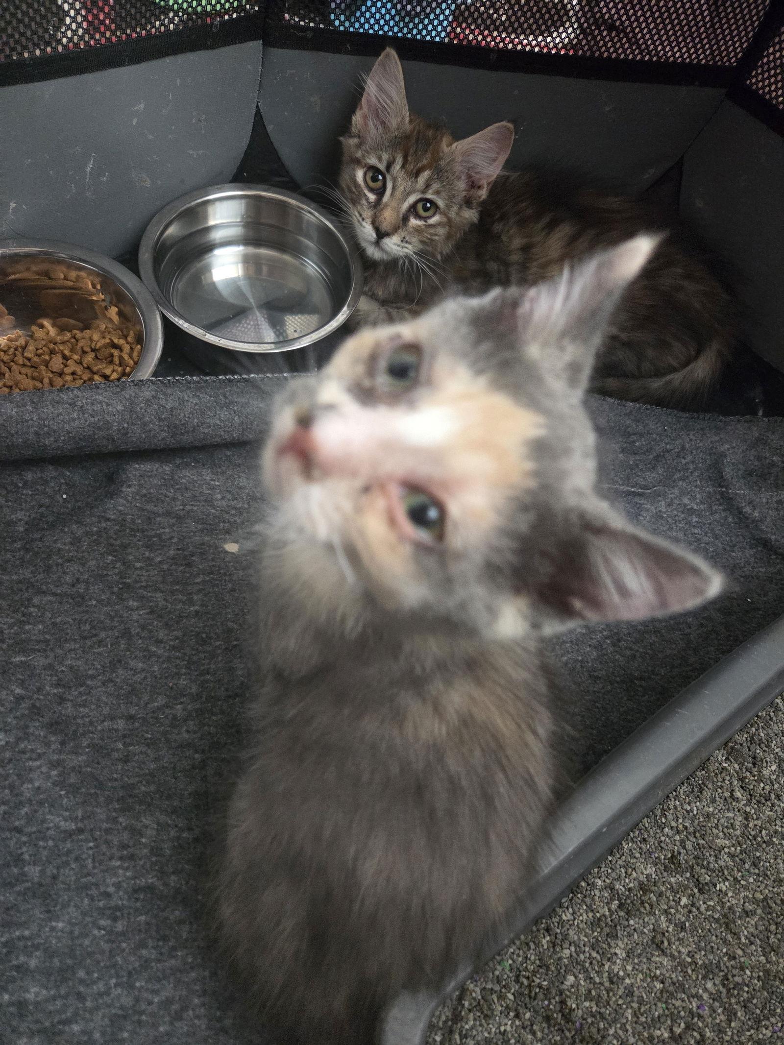 Stella, a Adoptable Dilute Calico in Delran, NJ image 3/3