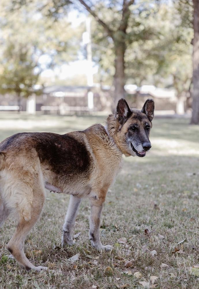 Sasja, Adoptable, Adult Female German Shepherd Dog.