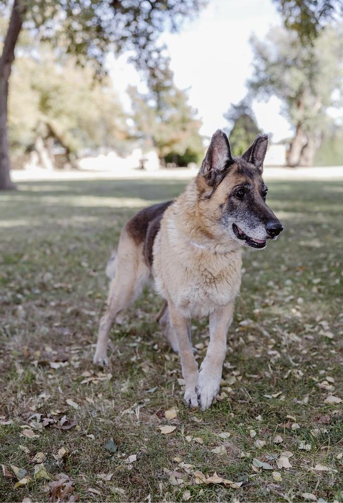 Enlarge Sasja, a Adoptable German Shepherd Dog in Clovis, NM image 2/5