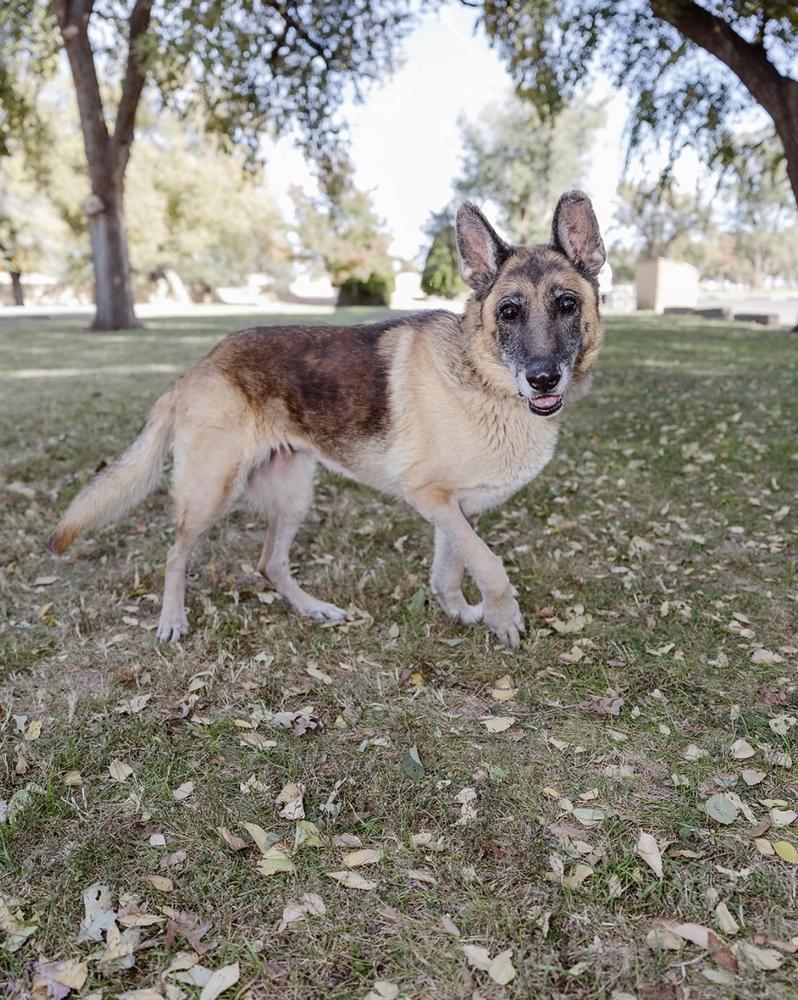 Enlarge Sasja, a Adoptable German Shepherd Dog in Clovis, NM image 3/5
