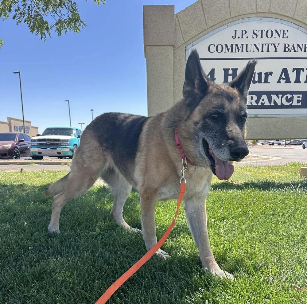 Sasja, a Adoptable German Shepherd Dog in Clovis, NM image 4/6