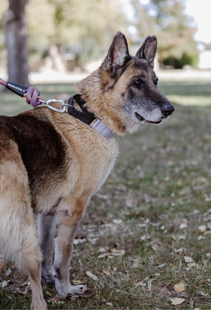 Enlarge Sasja, a Adoptable German Shepherd Dog in Clovis, NM image 4/5