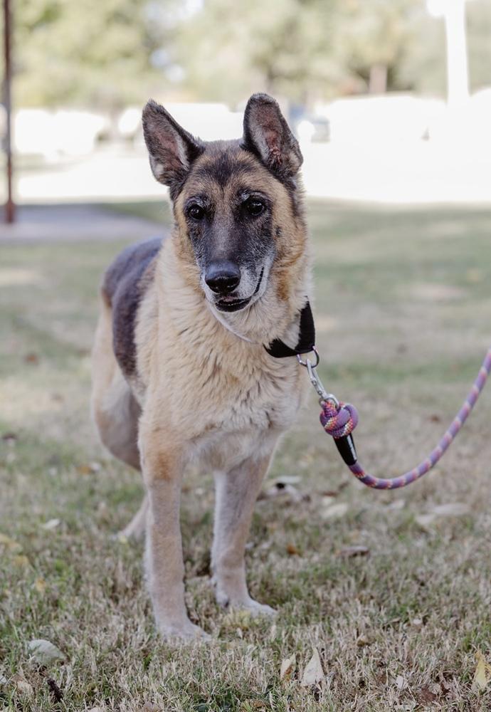 Enlarge Sasja, a Adoptable German Shepherd Dog in Clovis, NM image 5/5
