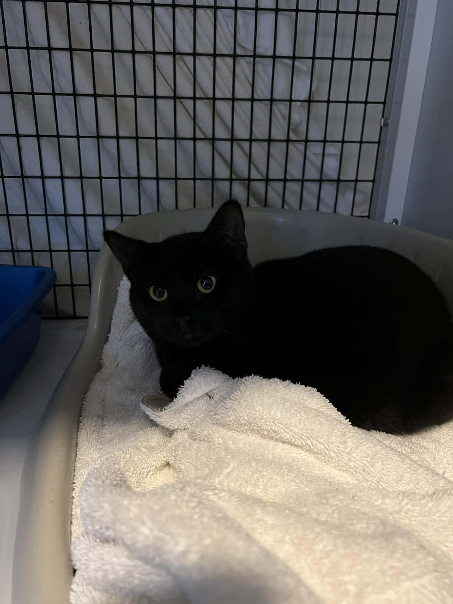 Enlarge Minsk, a ADOPTABLE Domestic Short Hair in BURNABY, BC image 2/2