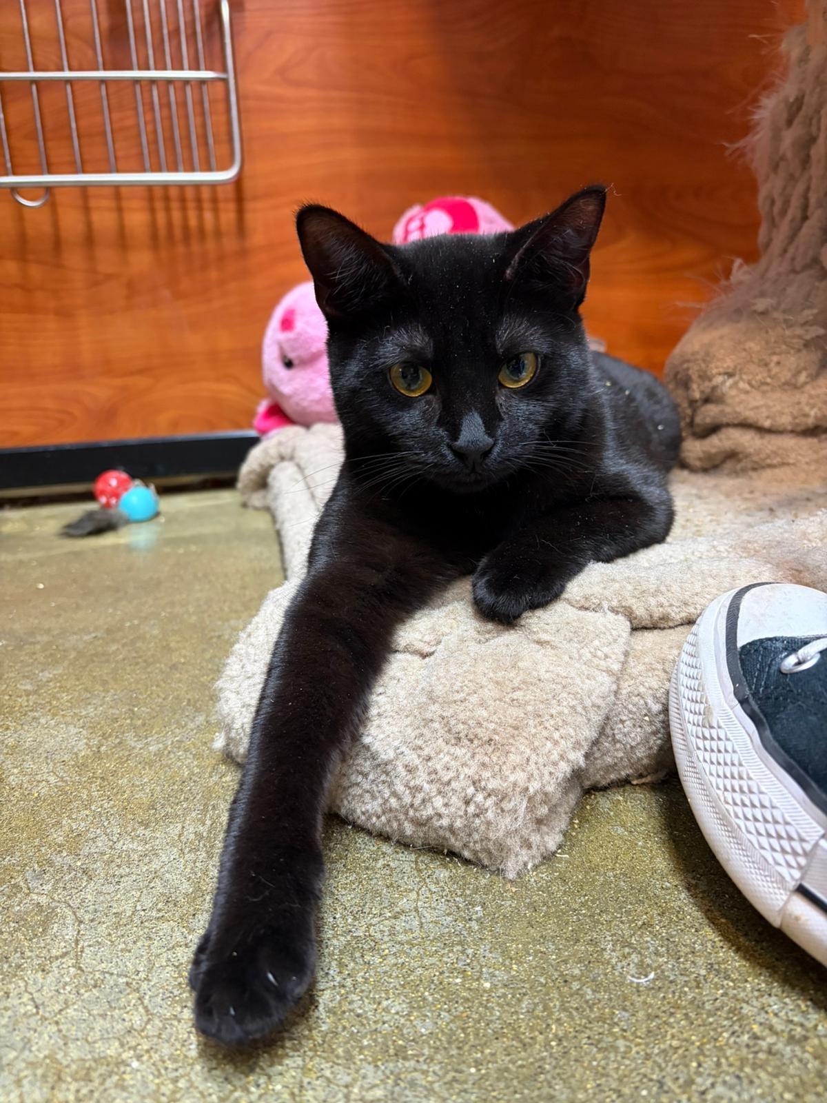 Minsk, ADOPTABLE, Kitten Female Domestic Short Hair.