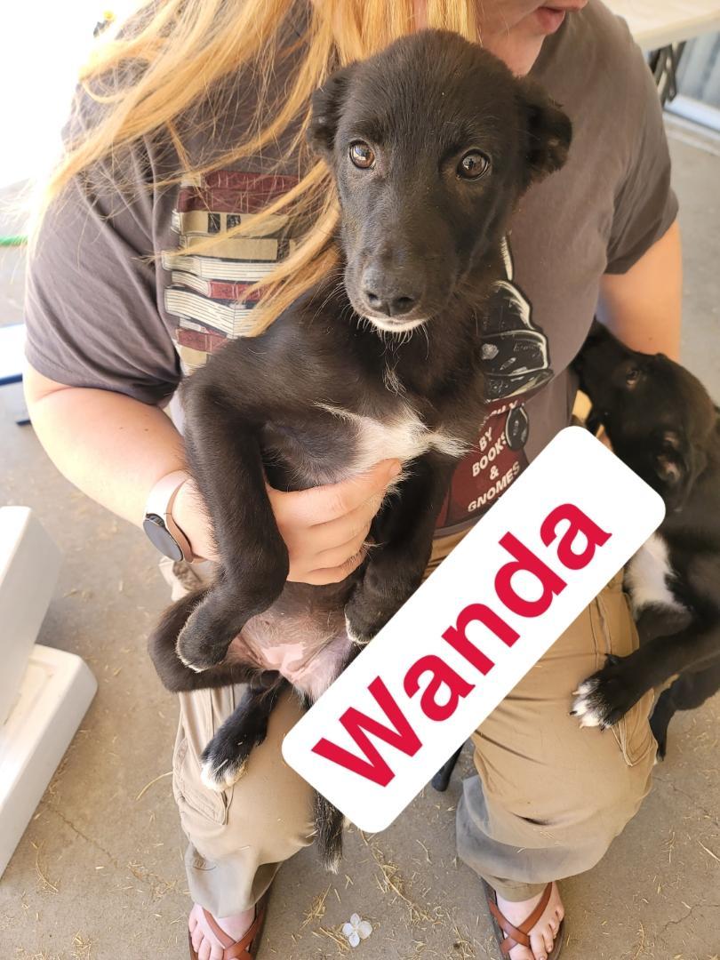 Enlarge Wanda, a Adopted mixed breed in Discovery Bay, CA image 1/6