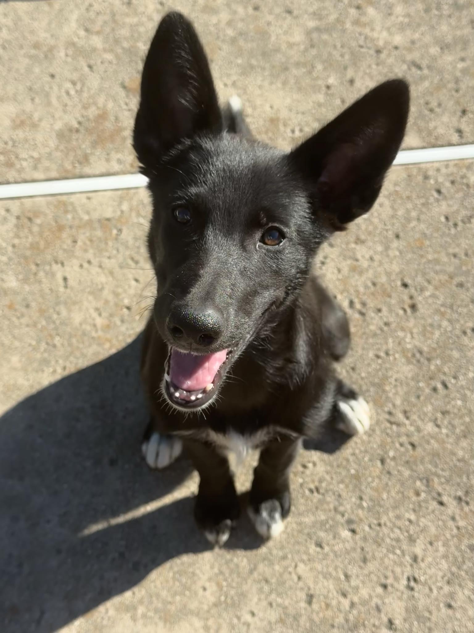 Enlarge Wanda, a Adopted mixed breed in Discovery Bay, CA image 3/6