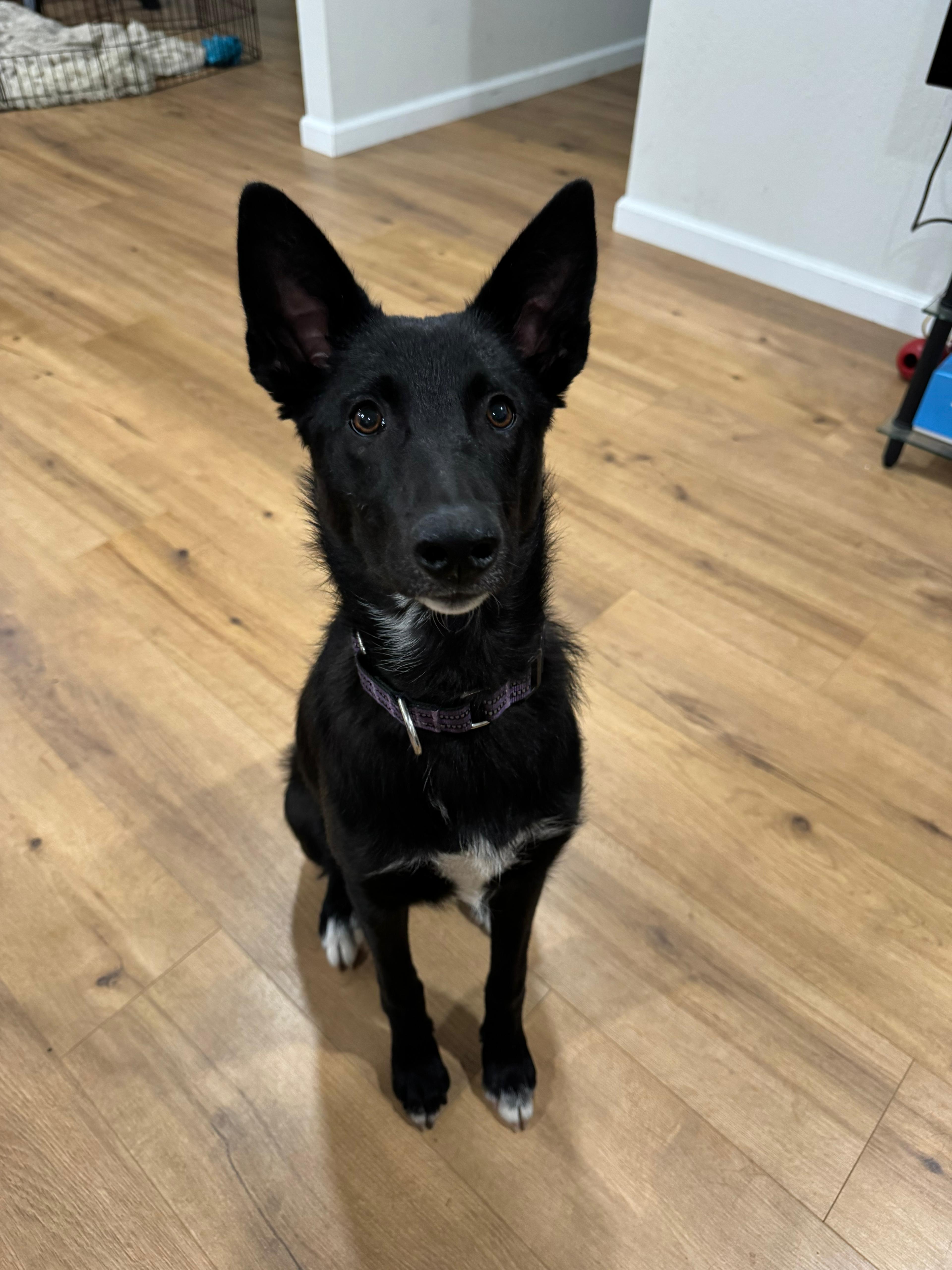 Enlarge Wanda, a Adopted mixed breed in Discovery Bay, CA image 4/6