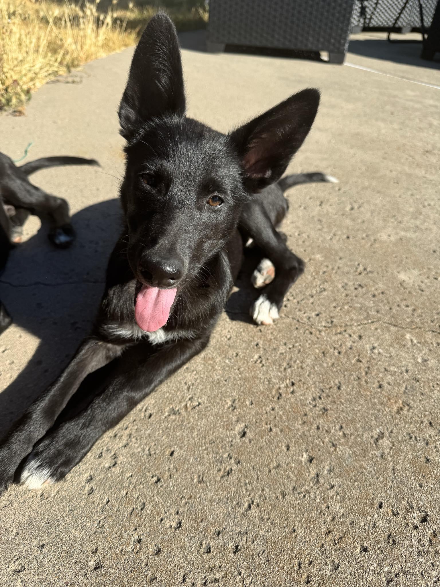 Enlarge Wanda, a Adopted mixed breed in Discovery Bay, CA image 6/6