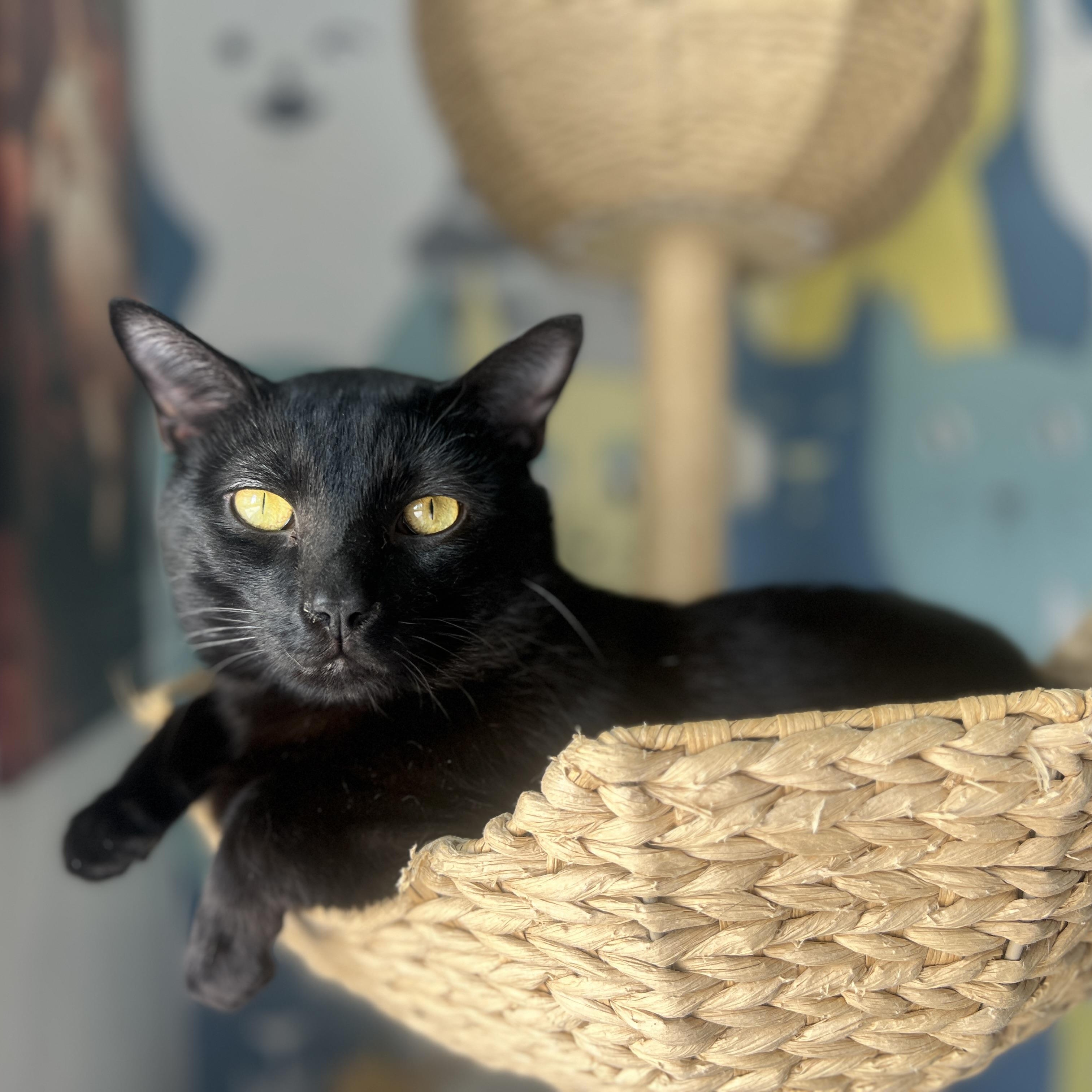 Enlarge Grinkle , a ADOPTABLE Domestic Short Hair in Roanoke, VA image 2/2