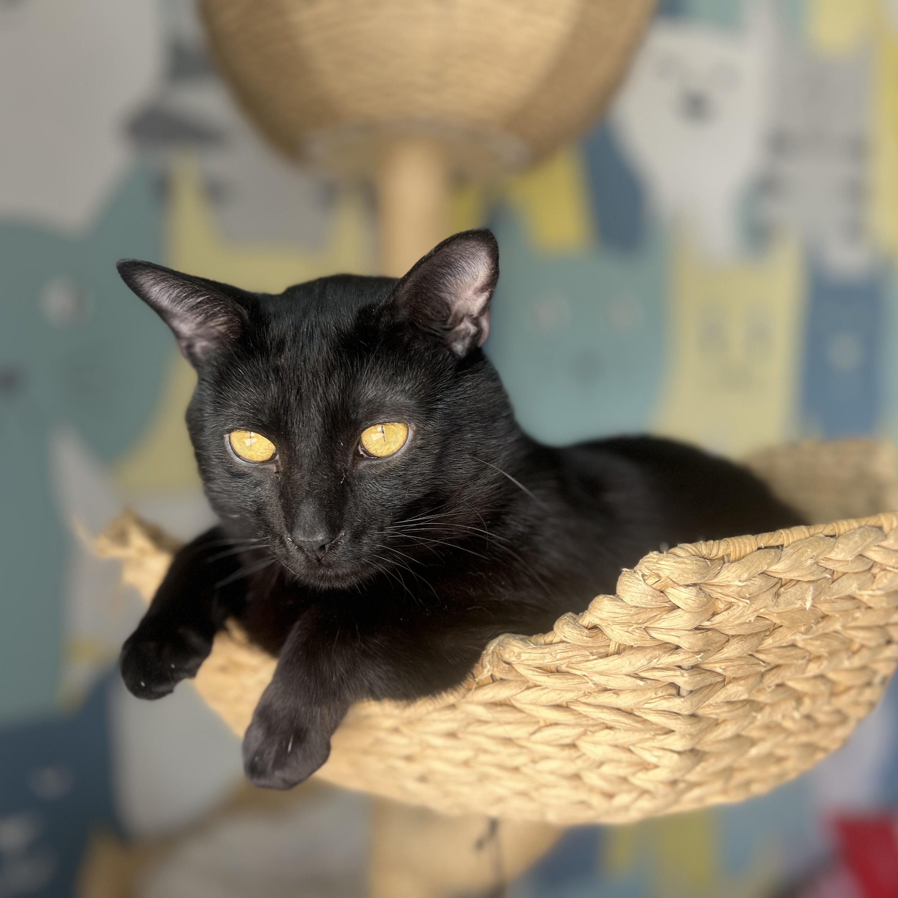 Grinkle , ADOPTABLE, Young Male Domestic Short Hair.