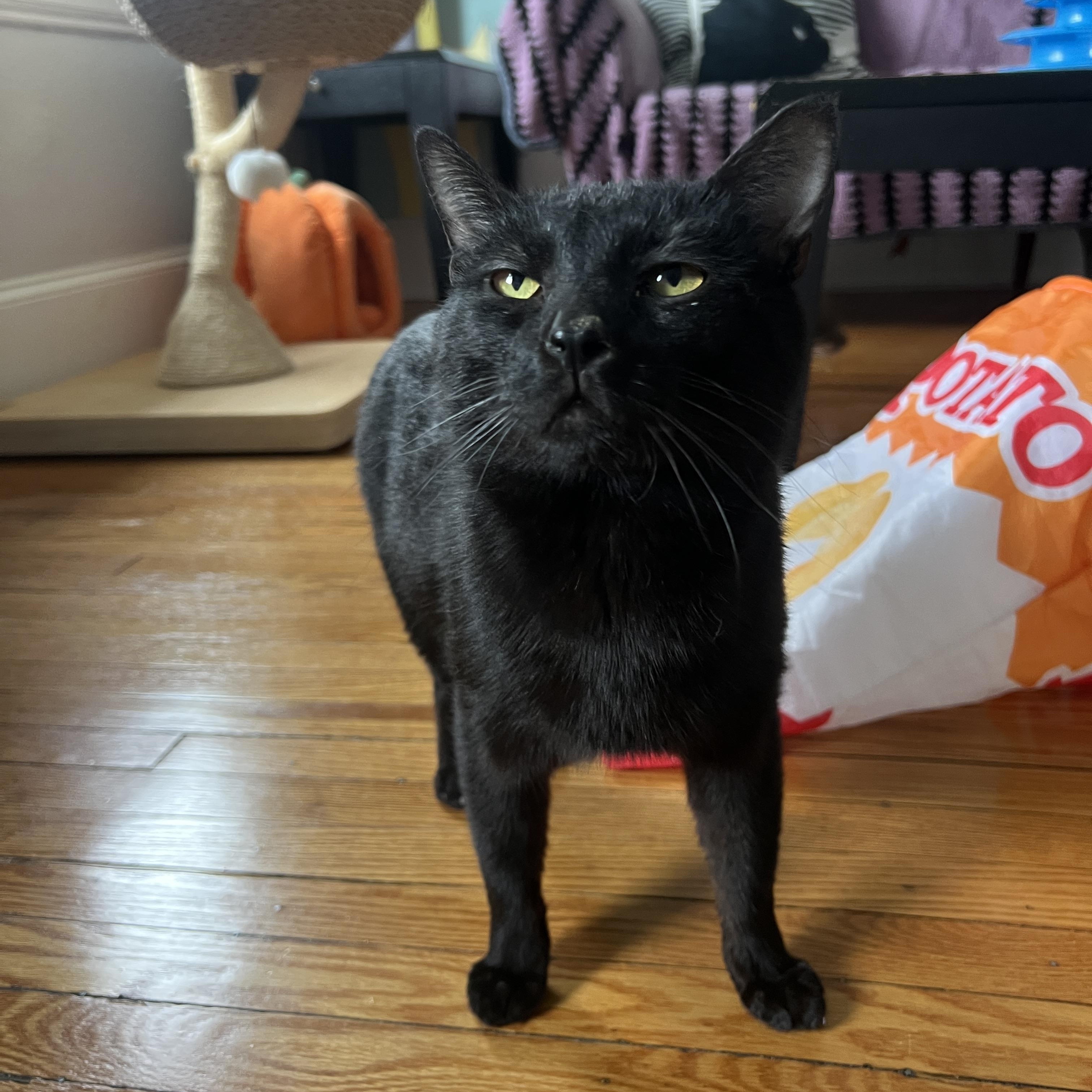 Enlarge Grinkle , a ADOPTABLE Domestic Short Hair in Roanoke, VA image 2/3