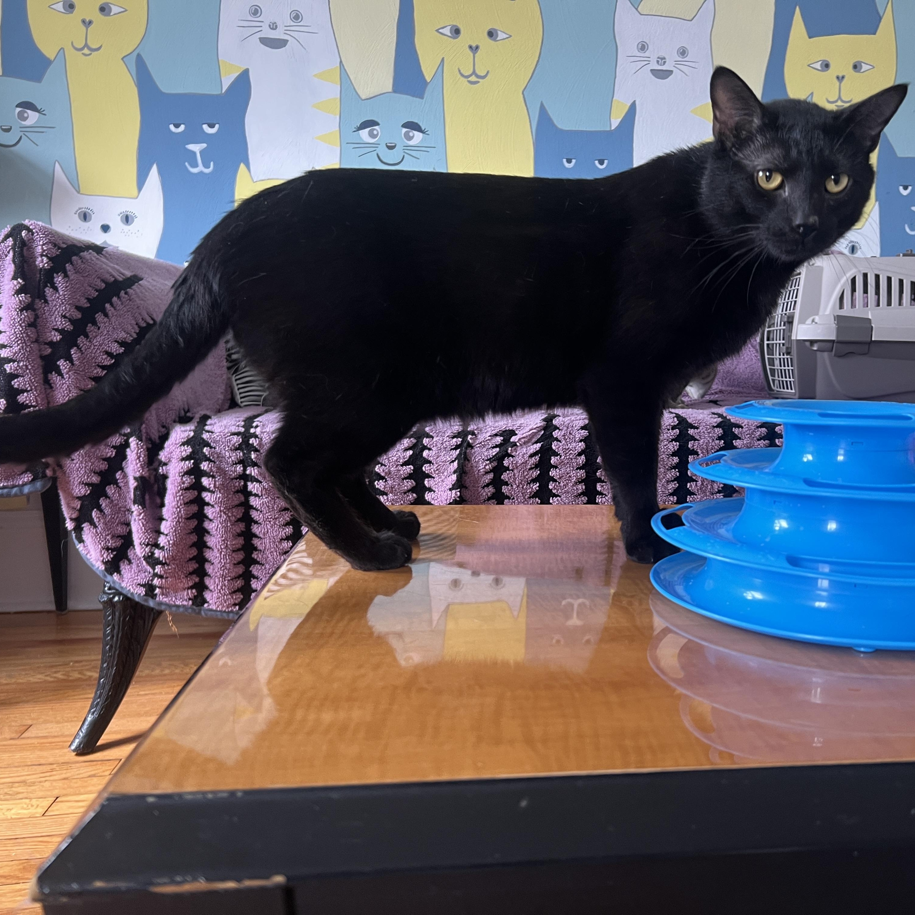 Enlarge Grinkle , a ADOPTABLE Domestic Short Hair in Roanoke, VA image 3/3