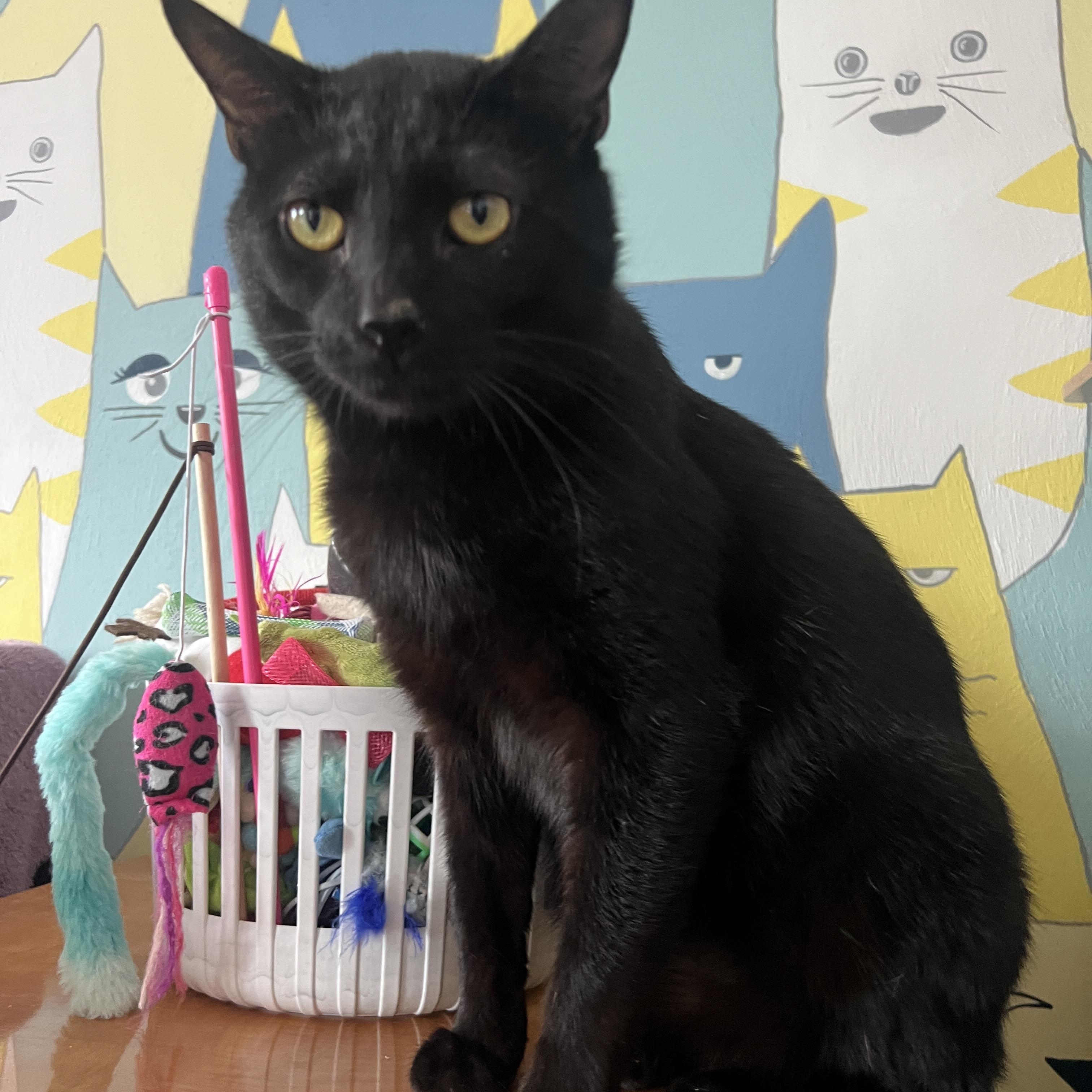 Grinkle , ADOPTABLE, Young Male Domestic Short Hair.